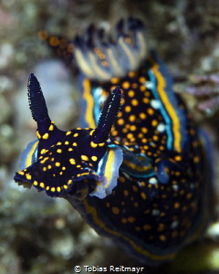 Felimare agassizii, Window Rock, San Carlos, Sonora by Tobias Reitmayr 